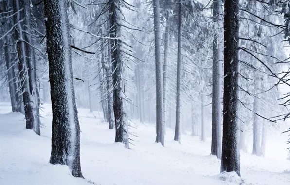 Winter, forest, snow, trees, nature
