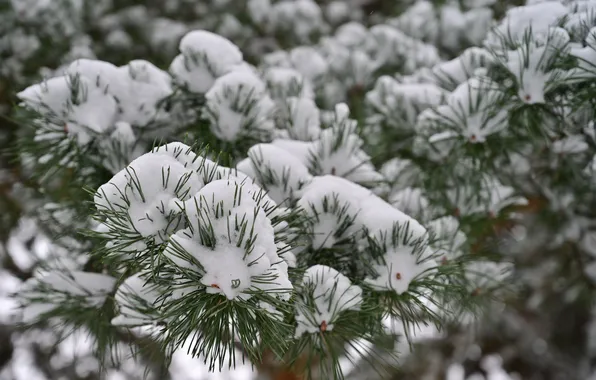 Winter, snow, branches, nature, tree, pine, spruce branches, 2025