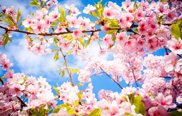 Picture flowers, branch, spring, Sakura, flowering