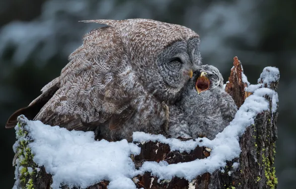 Winter, snow, birds, background, owl, stump, beak, baby