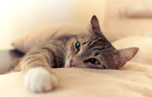 Picture cat, eyes, light