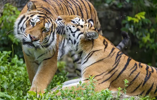 Feelings, pair, tigers
