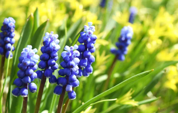 Macro, flowers, yellow, widescreen, lilac