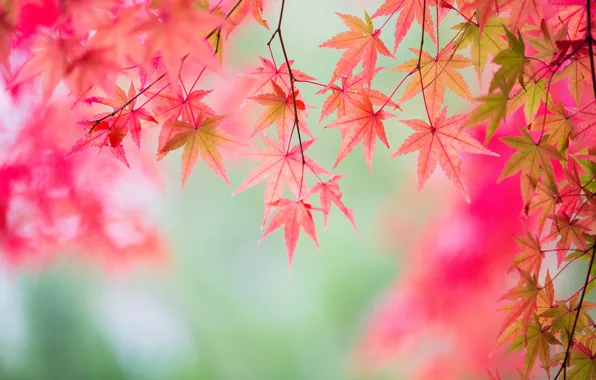 Autumn, leaves, branches, maple, the crimson