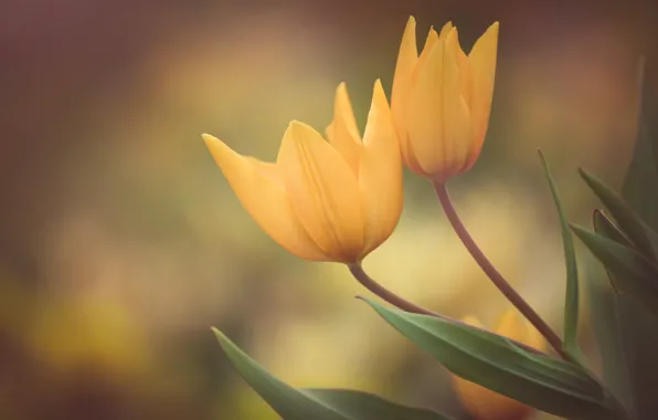 Background, petals, tulips, Duo, buds, yellow tulips