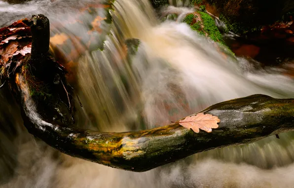 Autumn, branches, nature, stream, stones, foliage, stream