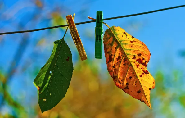 GREEN, YELLOW, LEAF, AUTUMN, ROPE, CLOTHESPINS