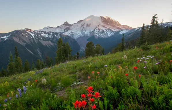 Picture trees, landscape, flowers, mountains, nature, slope, USA, grass