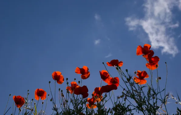 Picture the sky, Maki, red, red, sky, Flowers, poppy