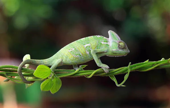 Picture nature, chameleon, Indonesia