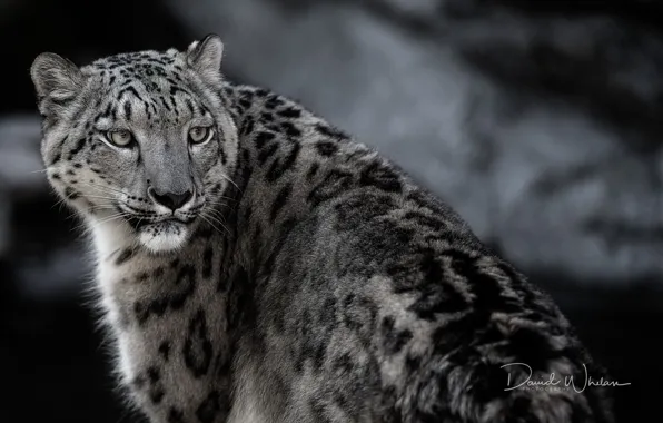 IRBIS, snow leopard, handsome
