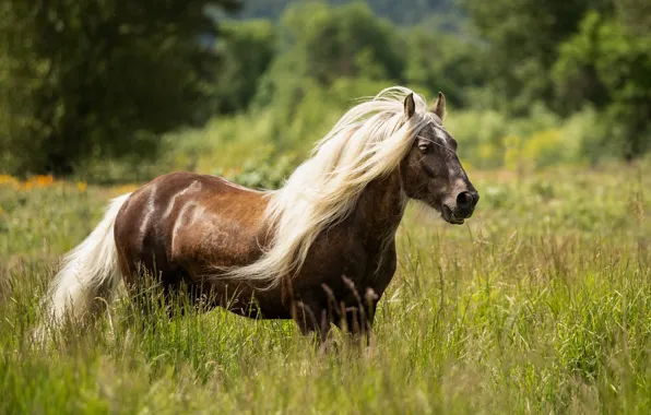 Field, grass, horse, horse, breed, handsome