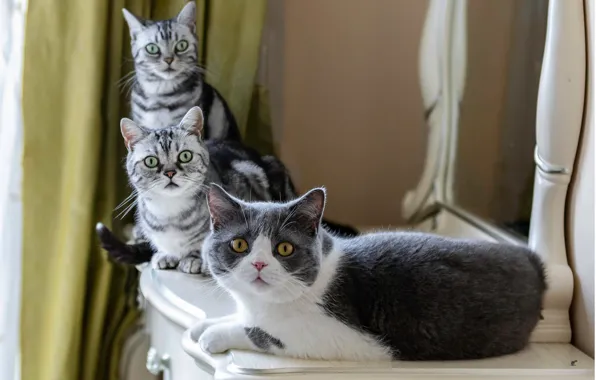 Cat, look, cats, pose, room, cats, mirror, curtains