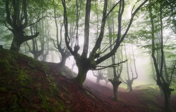 Forest, nature, fog