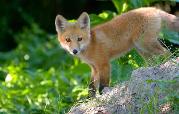 Picture look, Fox, red, cub, Fox