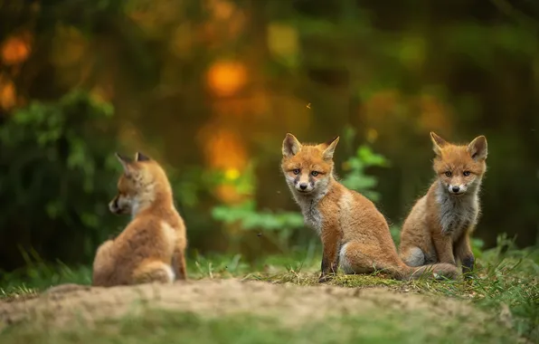 Nature, glade, Fox, kids, Fox, cubs, brood