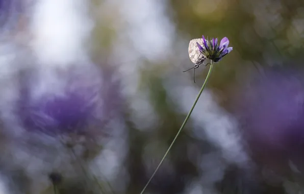 Picture macro, flowers, butterfly, Wallpaper from lolita777
