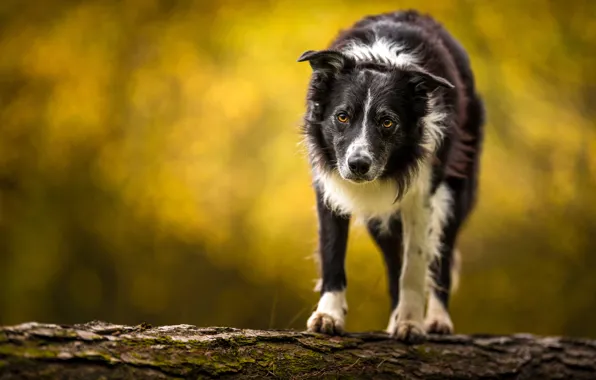 Autumn, language, look, branches, nature, background, dog, walk