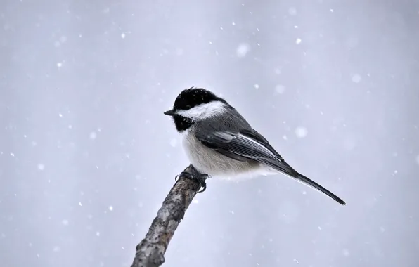 Picture winter, snow, bird, minimalism, branch, tit