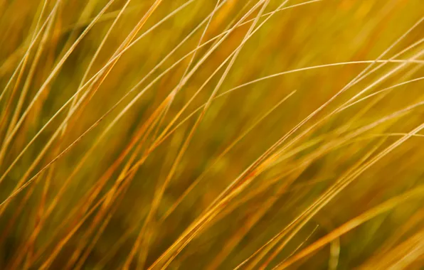 Field, autumn, grass, nature, plant, meadow