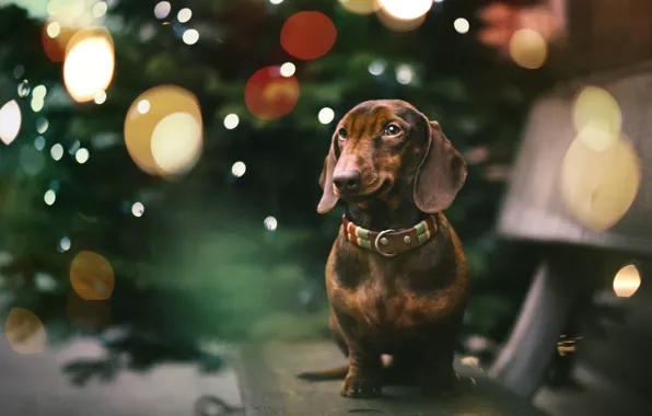 Picture each, holiday, dog, Dachshund