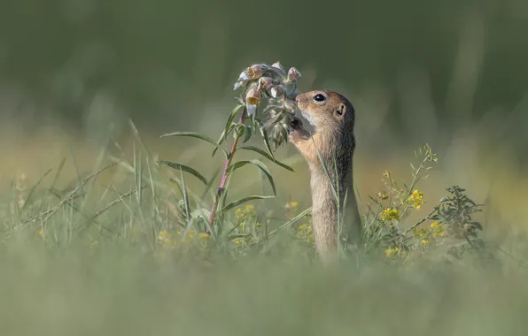 Picture summer, flowers, glade, gopher, stand, bokeh