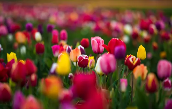 Picture Pink, Green, Flowers, Yellow, RED, Tulips