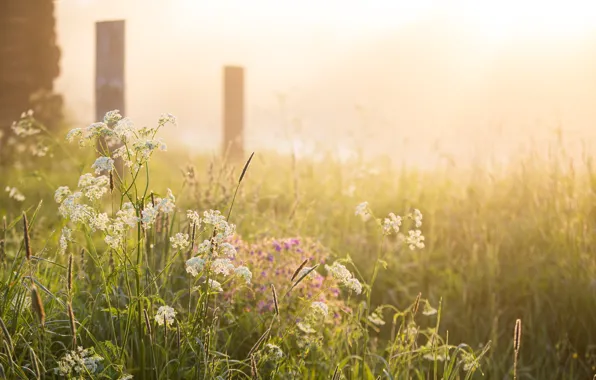 Fog, dawn, morning, village, summer, Russia, sunrise, nature