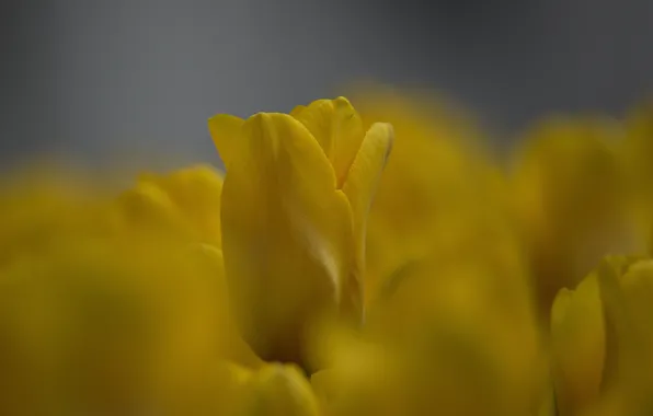 Flowers, background, spring, bokeh, yellow tulips