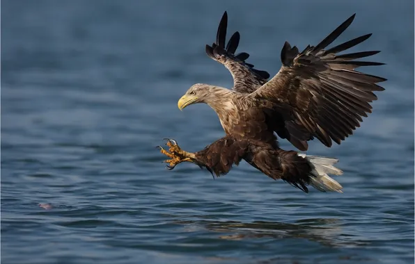 Picture water, bird, wings, flight, stroke