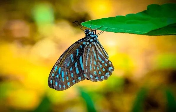 Microsemi, leaf, wings, Butterfly, insect, beautiful, closeup, blurred background