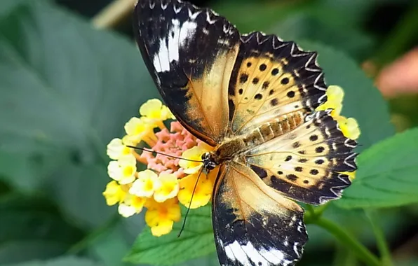 Flower, macro, wings, Butterfly, beautiful, closeup