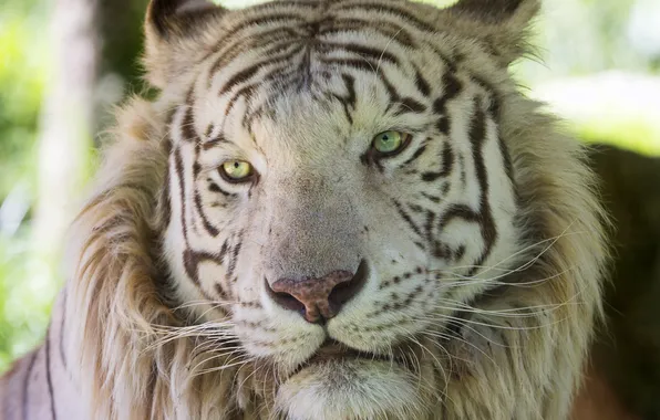 Cat, face, white tiger, ©Tambako The Jaguar