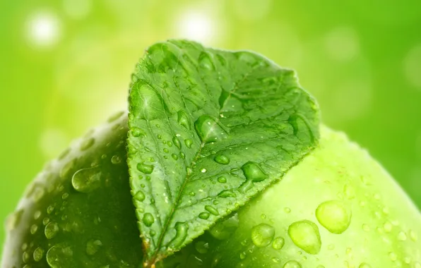 Leaves, drops, apples, bokeh
