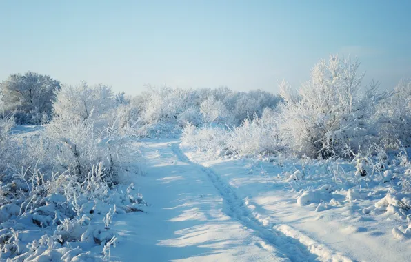 Picture winter, the sun, snow, trees, nature, frost