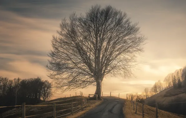 Picture road, sunset, tree, the fence