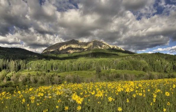 Picture flowers, mountains, meadow, yellow