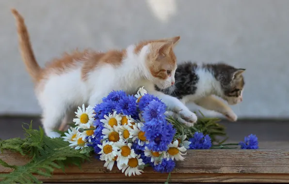 Cats, flowers, pose, kitty, grey, background, Board, chamomile