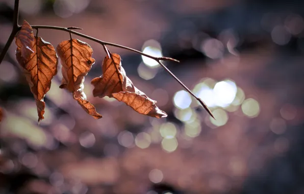 Leaves, macro, background, tree, widescreen, Wallpaper, blur, branch
