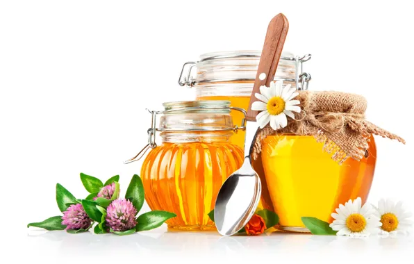 Flowers, chamomile, honey, jars, spoon, white background, honey