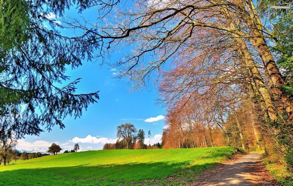 Picture road, field, the sky, trees