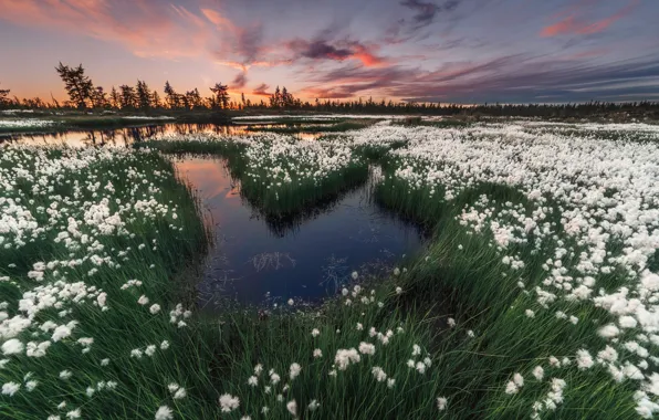 Picture forest, the sky, grass, flowers, lake, paint, swamp