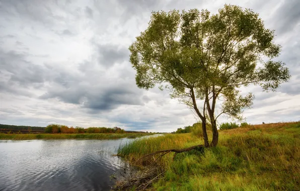 The sky, grass, clouds, trees, reed, river
