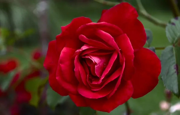 Leaves, drops, flowers, red, roses, buds, scarlet, green background