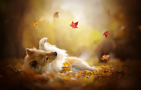 Picture autumn, leaves, the game, dog, bokeh, Sheltie, Shetland Sheepdog