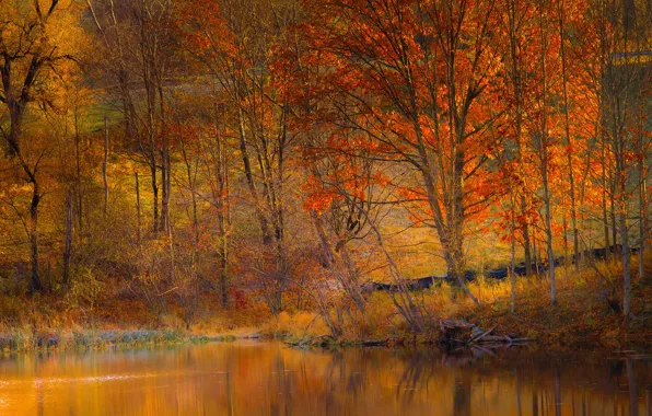 Picture autumn, trees, lake, slope