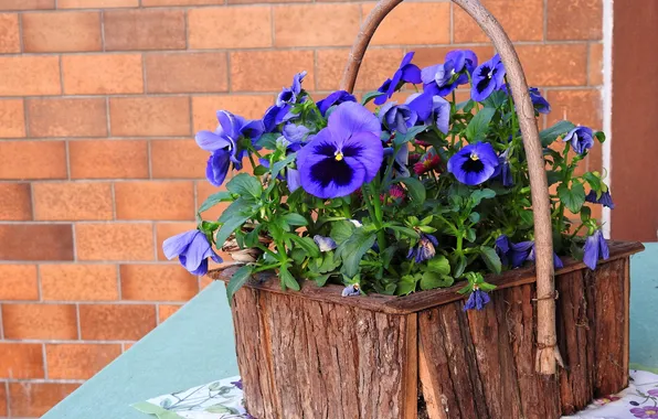 Flowers, table, bouquet, spring, purple, Pansy, basket, lilac