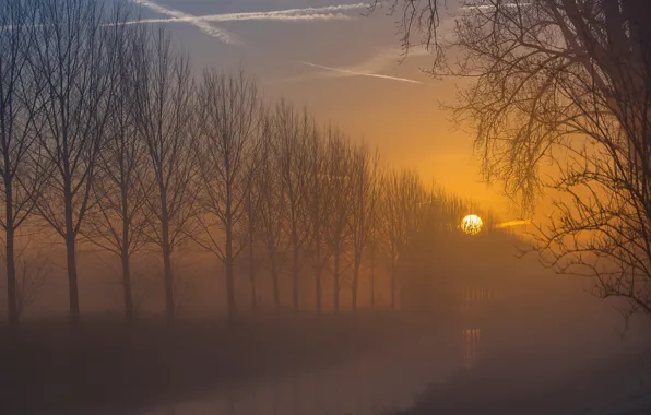 Picture the sun, trees, sunset, branches, fog, dawn, shore, the evening