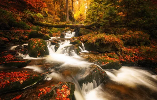 Picture autumn, forest, leaves, water, stream, stones, vegetation, foliage