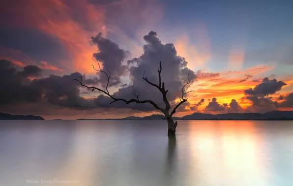 Landscape, sunset, lake, tree